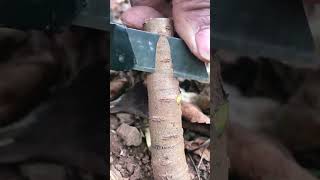 Best grafting technique grafting satisfying [upl. by Bessy696]