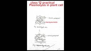 Plasmolysis in plant cell class 12 botany practical biology ytshorts shorts aceyournote [upl. by Erodoeht]