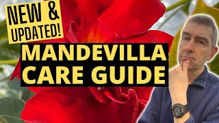 Growing MANDEVILLA Indoors  NEW amp UPDATED Care Guide [upl. by Netta155]