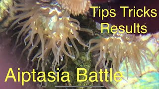 Aiptasia Glass Anemone Natural Predators Remedies Products Tips Tricks Saltwater Coral Reef Aquarium [upl. by Gillespie887]