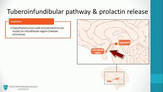 Basal Ganglia amp Dopaminergic Pathways for the USMLE Step 1 [upl. by Northrop]