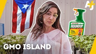 What is Monsanto doing in Puerto Rico  AJ [upl. by Llerrot]