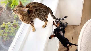 Bengal kitten amp Mini Dachshunds together for the first time [upl. by Serdna]