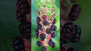 Pokeweed The Alluring Yet Perilous Botanical Enigma shorts Pokeweed PlantsWorld [upl. by Richarda]