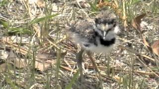 Killdeer Babies [upl. by Aubigny258]