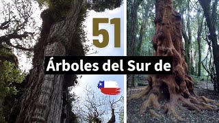 Conociendo nuestros ÁRBOLES NATIVOS del Sur de Chile [upl. by Damalus]