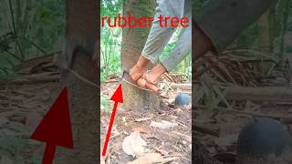 Rubber made from trees in india 2024🌲👍🙂 [upl. by Reyam]