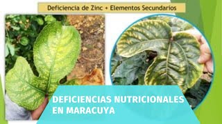 deficiencias nutricionales en maracuya [upl. by Sair]