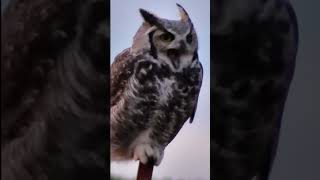 The Shriek of a Great Horned Owl nature birds [upl. by Bodnar]