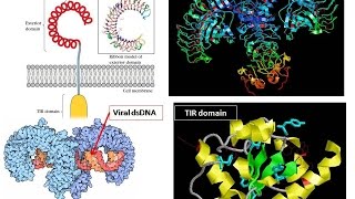 Toll Like Receptor structural details of TLR [upl. by Erdah768]