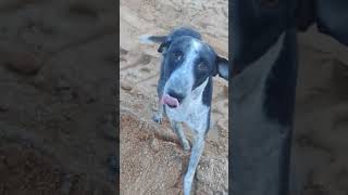 Humanity tamil shorts Inam ena pirinthathu pothum Dog love [upl. by Penman579]