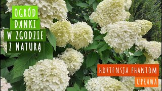 hortensja phantom  uprawa [upl. by Justino]