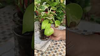 How to Grow Money Plant Very Fast  Money Plant gardening Moneyplantgrowing monyplant [upl. by Astrea]