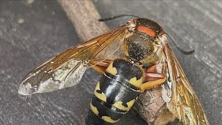 That weird wasplike insect youre seeing may be a cicada killer wasp [upl. by Kliman]