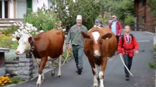 Alpabzug in Wengen  Cows return from the Alp to the Valley in Wengen [upl. by Mabelle]