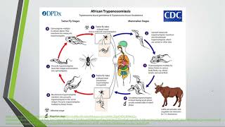 Trypanosoma brucei gambiense [upl. by Teena]