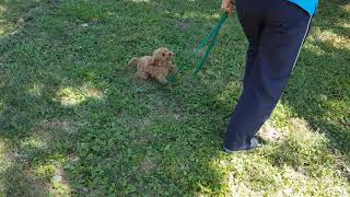 Cavoodle puppy in early training [upl. by Salvador]