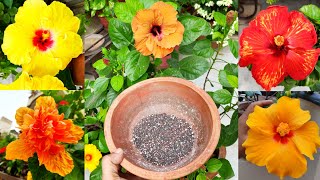 Hibiscus plant winter care n fertilizer सर्दियों में हिबिस्कस की देखभाल और organic fertilizer [upl. by Epotimet869]