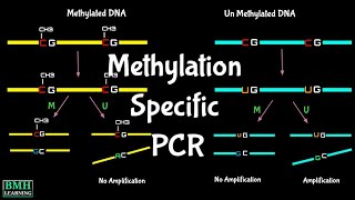 Methylation Specific PCR  MSPCR  MS PCR  Bisulfite Sequencing [upl. by Labinnah]