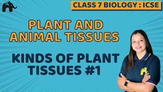 Plant And Animal Tissues Class 7 ICSE Biology  Selina Chapter 1  Kinds of Plant Tissues 1 [upl. by Somerset]