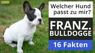 Ist eine Französische Bulldogge der richtige Hund für mich 18 Fakten über Französische Bulldoggen [upl. by Spanos301]