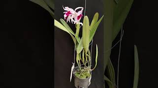 Laelia purpurata var Atropurpurea orchid anggrek [upl. by Sally]