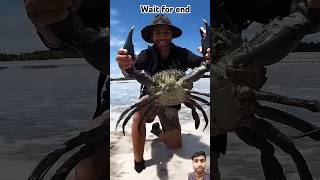 Giant Mudcrab barehanded catch for Island survival  trendingshorts shorts [upl. by Ladnor]