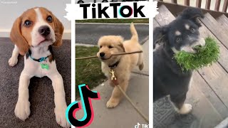 Funny DOGS of TikTok  Cute Puppies  Best Doggos of TIK TOK Compilation [upl. by Platon]