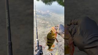 Florida man POV Fishing PeacockBass CatchAndRelease [upl. by Marks235]