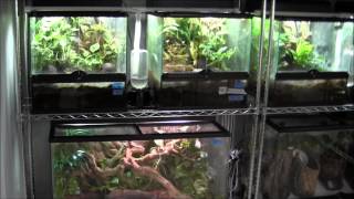 Breeding Center Update  Frog Room [upl. by Akenet951]