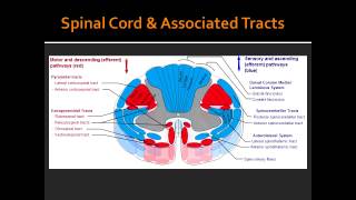 Spinal Cord amp Associated Tracts Anatomy [upl. by Eliezer920]