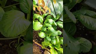 OCTOBER  Tatsoi harvest allotment tatsoi asiangreen gardening [upl. by Anitnegra3]