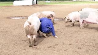 This is British Pig Farming [upl. by Lletnwahs]