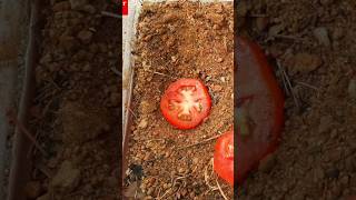 Tomato plant from tomato tamil தக்காளி செடி gardening plant tomatoplant [upl. by Aidni]