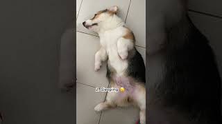 youtubeshorts puppy puppylife puppyhood shortvideo pets corgi adorable sleepingdogs cute [upl. by Ramar]