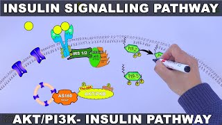 Insulin Signalling Pathway  AKTPI3k Signalling Pathway [upl. by Noivaz]