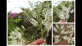 👉 MUTRE EM FLORAÇÃO  Aloysia Virgata AS ABELHAS AMAM 🐝🐝🐝 [upl. by Llirred478]