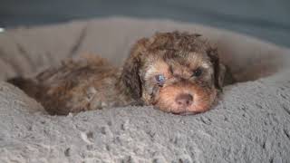 Lagotto Romagnolo Puppies 5 weeks [upl. by Smoht]