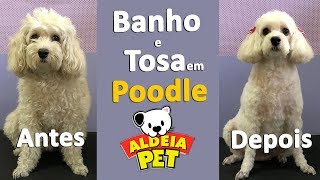 Banho e Tosa em Poodle PASSO A PASSO [upl. by Ynettirb]