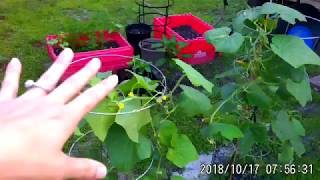 Identifying treating amp getting rid of pickle wormsCaterpillers on cucumber plants in the garden🥒 [upl. by Ylerebmik]