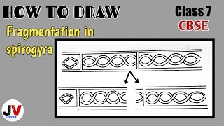 fragmentation in spirogyra diagramspirogyra diagram [upl. by Courtnay]