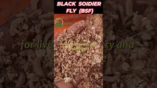 Why Choose Black Soldier Fly for Maggot FarmingBSF FARMINGhorticulture maggotbsf bsf [upl. by Hanleigh]