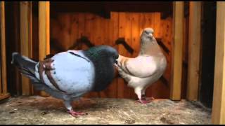 Documentary on Fancy Pigeon Breeding [upl. by Htessil]