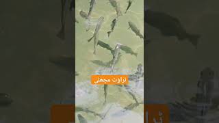 Trout fish l Madyan l Swat [upl. by Tolmann]