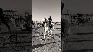 Horse video 🐎  horse horses ghoda cutebaby ytshorts viral trending shortsfeed ytvideo [upl. by Basso]