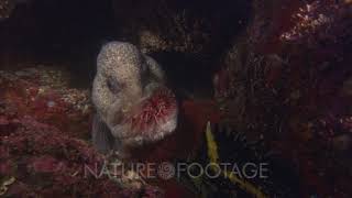 Wolf Eel Feeding On Sea Urchin [upl. by Lehcem]