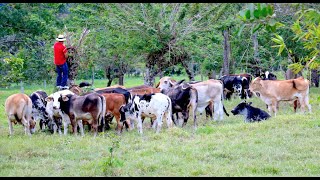 Proteger y conservar la Orinoquía en Colombia [upl. by Meldon721]