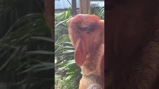 Beautiful Proboscis Monkey’s Amazing Call 🎶  PrimateKingdom NatureSounds [upl. by Linnette]