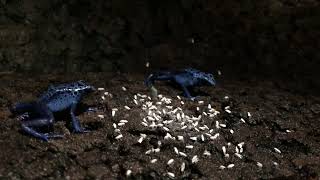 Dendrobates tinctorius Azureus  Dart Frogs Munching on some Fruit Flies [upl. by Anselm484]