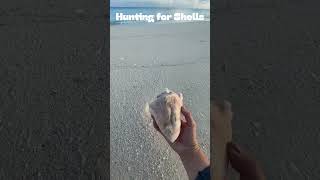 Conch Shell beach shelling travel seashell biminibahamas walkingtour [upl. by Egiaf]